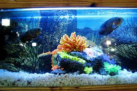20 of the coolest wall fish tank designs wall aquarium. Is It Okay To Sleep Close To A Fish Tank In The Bedroom Smart Sleeping Tips