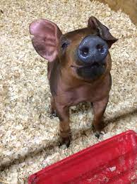 Duroc Show Pig Baby Animals Animal Antics Baby Pigs