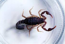The hentz striped scorpion is the smallest and most common species, ranging between 2 and 2.5 inches long. Scorpions In North Carolina Nc State Extension Publications
