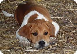 At petsmart, we never sell dogs or cats. Salem Nh Beagle Meet Puppy Emily A Pet For Adoption