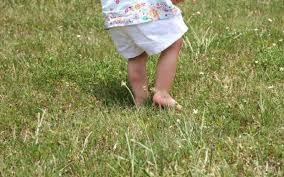 Get professional help from pest control experts. Pest Control Fleas Springfield Missouri And Ozark Area