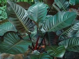 Philodendron Red Congo Tropical House Plants Philodendron Shade Plants