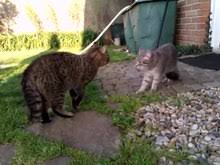 Find out how to use behavior modification to stop cats from waking you up. Cat Communication Wikipedia