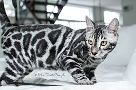 Maybe you would like to learn more about one of these? Discover Our Breeding Bengal Cats Wild Sweet Bengals Bengal Kitten Bengal Cat Silver Bengal Cat