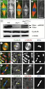 Www.patreon.com/vihart you can download it from vimeo: The E2 C Vihar Is Required For The Correct Spatiotemporal Proteolysis Of Cyclin B And Itself Undergoes Cyclical Degradation Current Biology