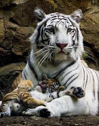 Pin De Jhon David En Zoo Animales Animales Salvajes Animales Albinos