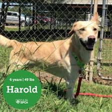 Tulsa county, sand springs, ok read more ». Pawsitively Adorable Meet 58 Adoptable Dogs And Cats Looking For Love Pets Tulsaworld Com
