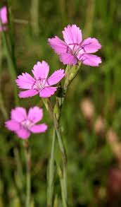 Image result for Dianthus chimanimaniensis