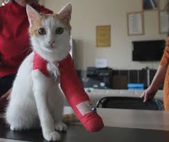 Engelli Kedi Sagligina Kavustu