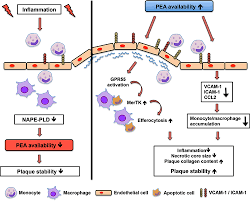 Erstmals bei einer olympischen eröffungsfeier tragen eine frau und ein mann gemeinsam die deutsche fahne ins stadion: Palmitoylethanolamide Promotes A Proresolving Macrophage Phenotype And Attenuates Atherosclerotic Plaque Formation Arteriosclerosis Thrombosis And Vascular Biology