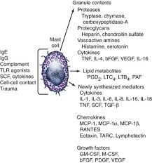 Image result for Mast Cell