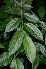 Image result for Celtis zenkeri