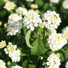 Lantana White Lantana Small White Flowers Houston Garden