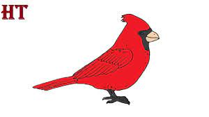 This will become a black hair patch later on. How To Draw A Cardinal Bird Step By Step
