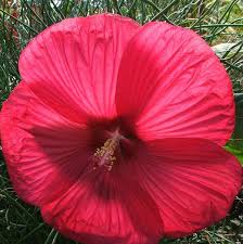 Image result for Hibiscus fuscus