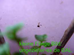 Inzwischen ist es aber richtig schlimm geworden und es sind jeden abend gefühlt hunderte von den kleinen schwarzen viechern an meiner decke. Kleine Fliegen Wie Minifliegen Im Haus Loswerden Info 2021