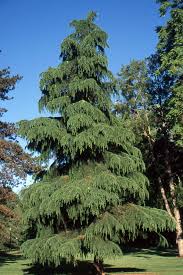 Each spring heralds ivory white new growth that turns creamy yellow in summer. Cedrus Deodara Landscape Plants Oregon State University