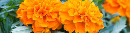 November Flower Power