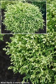 Image result for Chamaecrista plumosa