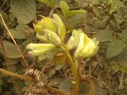 Image result for Rhynchosia holstii