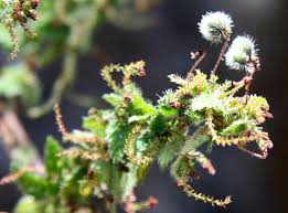 Image result for Tragia hildebrandtii