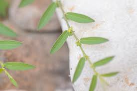 Image result for Phyllanthus maderaspatensis