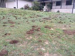 Repeat as necessary, but do not exceed three applications per season. Funnel Ants Ruining Your Lawn The Bug Doctor