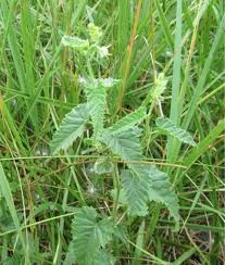 Image result for Tragia