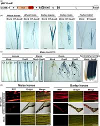 Rescue of a plant cytorhabdovirus as versatile expression platforms for  planthopper and cereal genomic studies