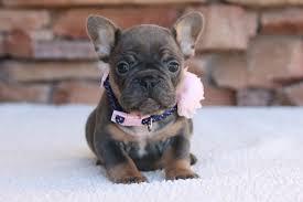 Black And Tan Frenchie Cost Adorable French Bulldog French Bulldog Cute French Bulldog Bulldog