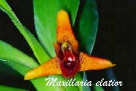 Image result for Otomeria elatior