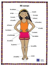 Thumbs up for body parts in spanish: Diagram Body Diagram Labeled In Spanish Full Version Hd Quality In Spanish Curcuitdiagrams Visitmanfredonia It
