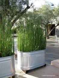 Planting Bamboo In Galvanized Water Trough Diy Landscaping Backyard Landscaping Easy Backyard