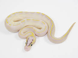 Pastel Enchi Ivory Ball Python Ball Python Colors Ball Python Morphs