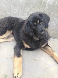 Tibetan Mastiff Tibetan Mastiff Mastiff Rescue Mastiffs