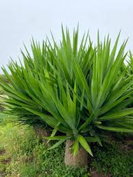 Image result for yucca gigantea en casa