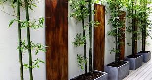 Westelm.com has been visited by 100k+ users in the past month How To Grow Bamboo In Pots The Garden Of Eaden