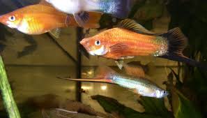 Le Xipho Xiphophorus Hellerii Aquariums Eaux Douces Poisson D Eau Douce