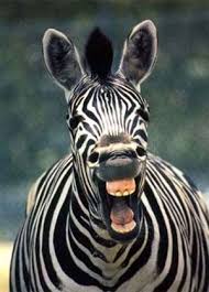 Examples Of Zebra Paint Jobs Pirate4x4 Com 4x4 And Off Road Forum Zebra Painting Zebra Paint Job