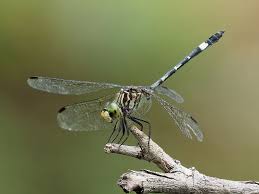 Image result for Triraphis schinzii