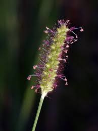 Image result for Setaria pumila