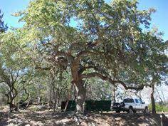 Has been providing landscape and tree. Heartwood Tree Service Solutions Heartwoodtreesa Profile Pinterest