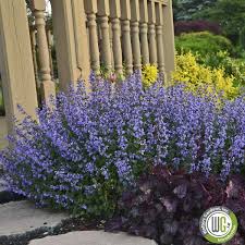 Image result for Nepeta × faassenii