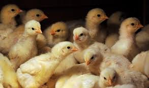 There is vast difference between free range chickens and organic chickens. Organic Free Range Chicken Farm June 7 2011 The Spokesman Review
