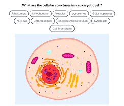Prokaryotes are divided into two domains, bacteria and archaea. Prokaryotic And Eukaryotic Cells Read Biology Ck 12 Foundation