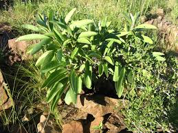 Image result for Ipomoea adenioides