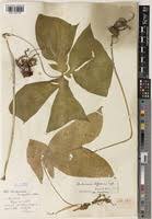 Image result for Anchomanes