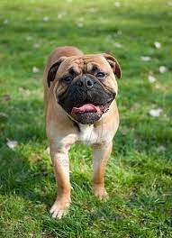 continental bulldog 040429 continental bulldog hunderassen knutschkugel
