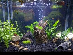 Walls can be made the same way as carpets: Tips For Rooting Pruning And Propagating Live Aquarium Plants