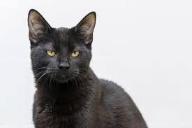 Angry Cat Images Browse 63 036 Stock Photos Vectors And Video Adobe Stock